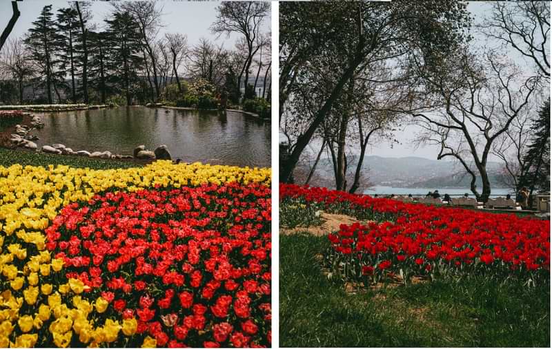 Emirgan Koru parks with colourfull tulips 