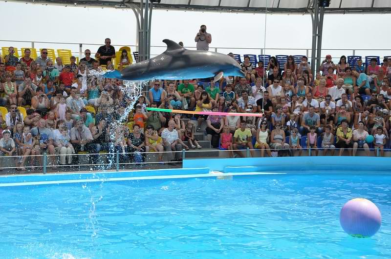 childrens enjoys with dolphin shows in Istanbul Dolphinarium