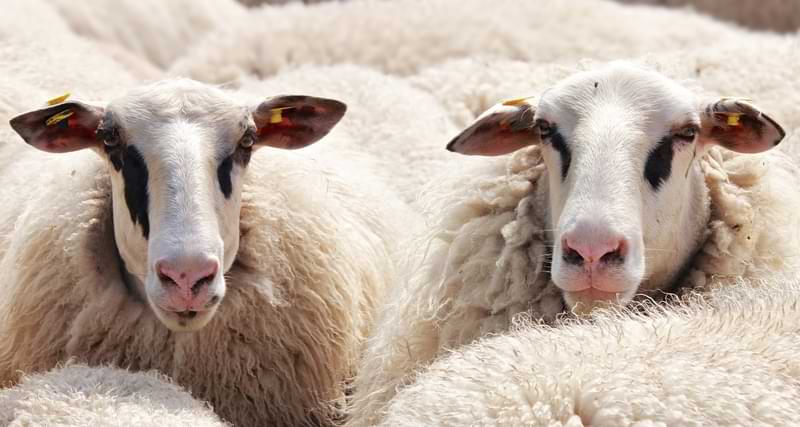 sheeps waiting Sacrifice Eid Feast